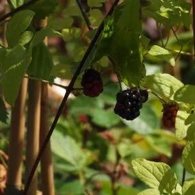 Natchez Blackberry (Rubus fruticosus Natchez) Img 1